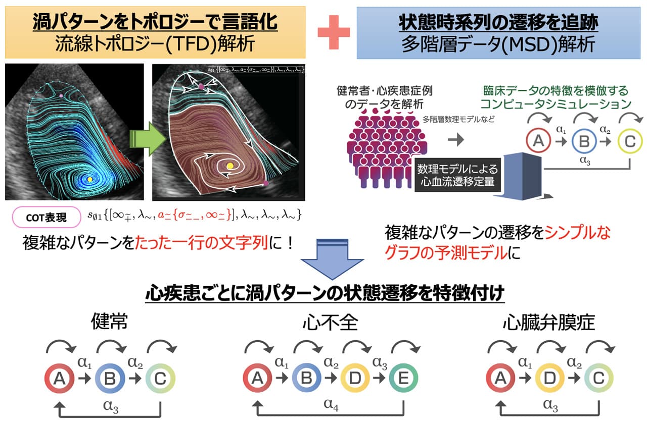 渦パターンをトポロジーで言語化【流線トポロジー（TFD）解析】複雑なパターンをたった一行の文字列に！ + 状態時系列の繊維を追跡【多階層データ（MSD）解析】複雑なパターンの遷移をシンプルなグラフの予測モデルに → 心疾患ごとに渦パターンの状態遷移を特徴付け